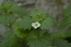 Veronica cymbalaria