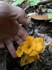 Craterellus odoratus