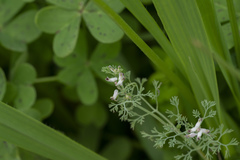 Fumaria parviflora