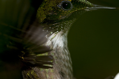 Lophornis chalybeus