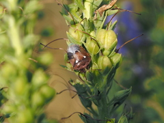 Stagonomus bipunctatus