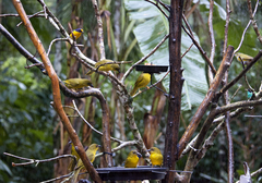 Orthogonys chloricterus