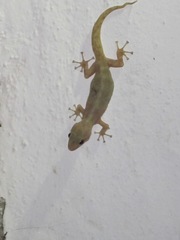 Phyllodactylus reissii