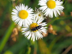 Chlorophorus sartor