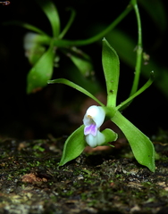 Epidendrum unguiculatum