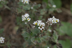 Heliotropium hirsutissimum