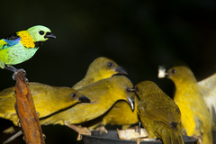 Orthogonys chloricterus