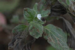 Heliotropium hirsutissimum