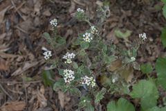 Heliotropium hirsutissimum