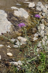 Centaurea jacea substituta