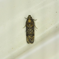 Chionodes thoraceochrella