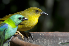 Orthogonys chloricterus