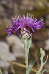 Centaurea jacea substituta