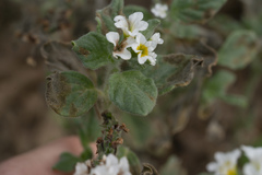 Heliotropium hirsutissimum