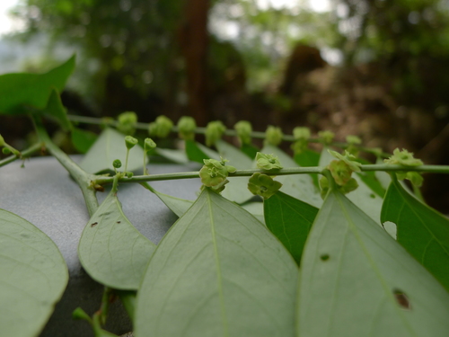 Breynia rostrata