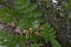 Erodium moschatum