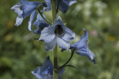 Delphinium speciosum