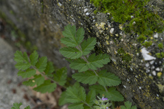 Erodium moschatum