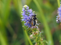 Megachile octosignata