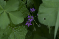 Erodium malacoides