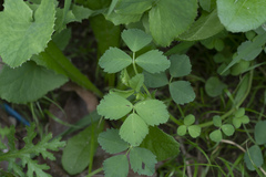 Medicago