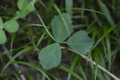 Medicago