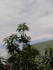 Microspingus melanoleucus