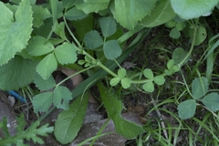 Medicago