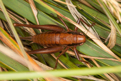 Pholidoptera littoralis