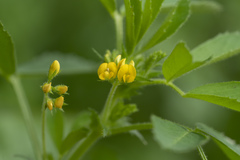 Medicago