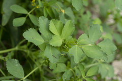Medicago