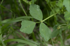 Medicago