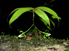 Epidendrum unguiculatum