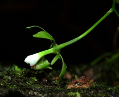 Epidendrum unguiculatum