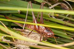 Pholidoptera littoralis