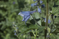 Delphinium speciosum