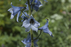 Delphinium speciosum