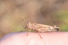 Aiolopus strepens