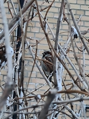 Passer domesticus