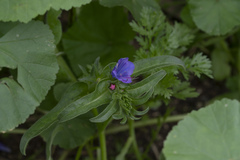 Echium plantagineum