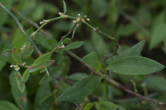 Polygonum aviculare