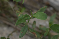 Polygonum aviculare