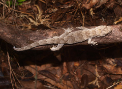 Mokopirirakau granulatus