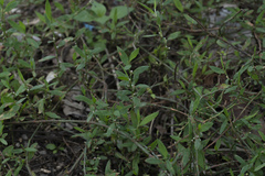 Polygonum aviculare