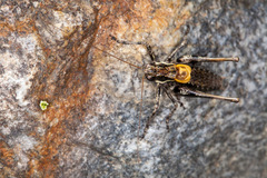 Antaxius difformis