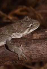 Mokopirirakau granulatus
