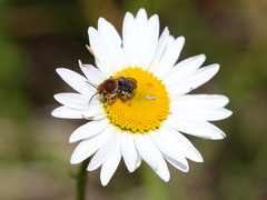 Anthidium punctatum