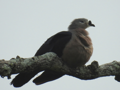 Ducula pacifica