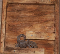 Mokopirirakau granulatus