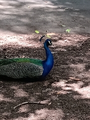 Pavo cristatus